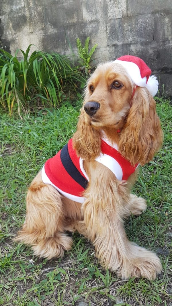 Mi Mascota - Imagen 10